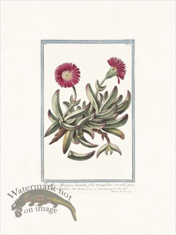 Bonelli 084 seu denticulato